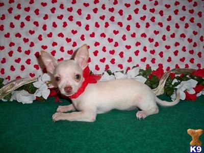 Chihuahua Puppies for Sale